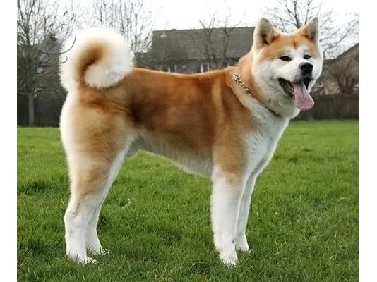 PoulaTo: Ιαπωνικά inu Ακίτα